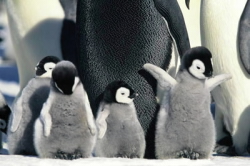 March of the Penguins (The Emperor's Journey, La Marche de l'empereur)